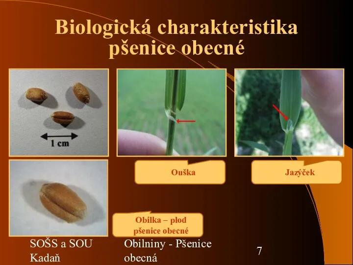 SOŠS a SOU Kadaň Obilniny - Pšenice obecná Biologická charakteristika pšenice obecné Obilka