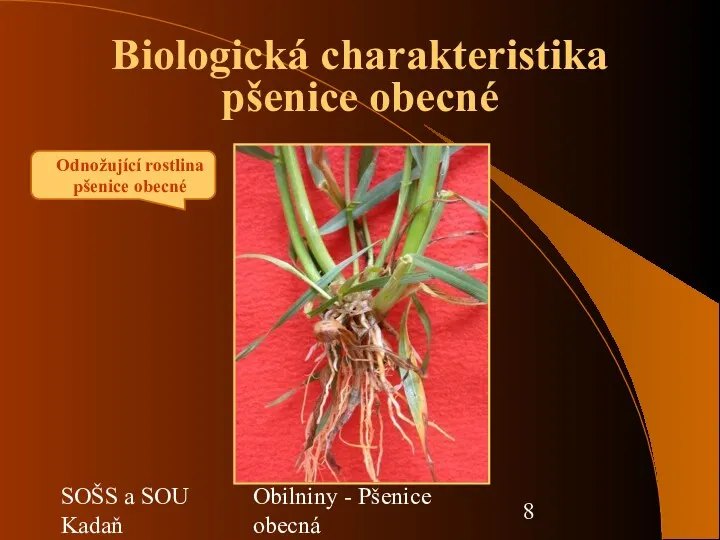 SOŠS a SOU Kadaň Obilniny - Pšenice obecná Biologická charakteristika pšenice obecné Odnožující rostlina pšenice obecné