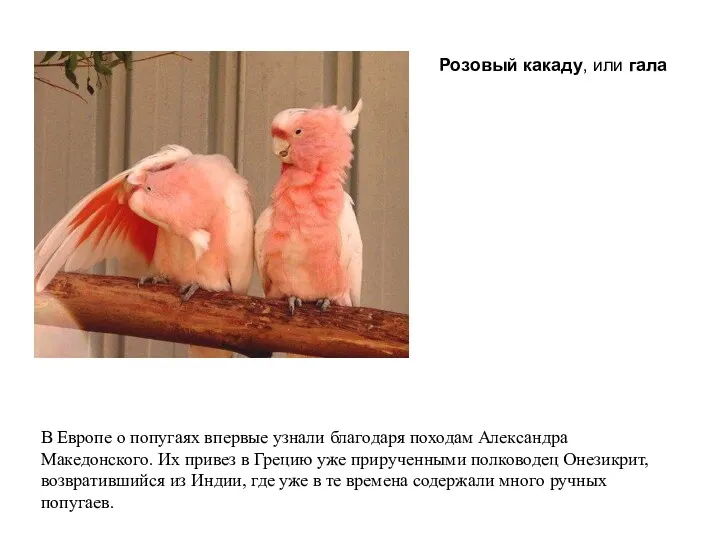 В Европе о попугаях впервые узнали благодаря походам Александра Македонского.