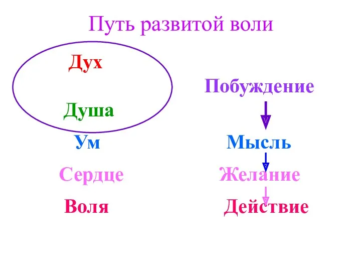 Путь развитой воли Дух Побуждение Душа Ум Мысль Сердце Желание Воля Действие