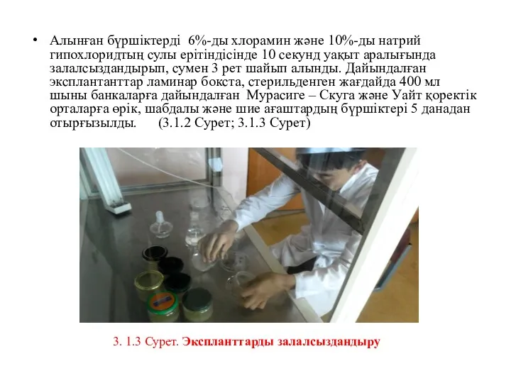 Алынған бүршіктерді 6%-ды хлорамин және 10%-ды натрий гипохлоридтың сулы ерітіндісінде