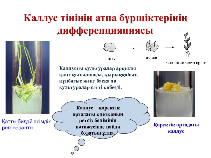 Каллус тінінің атпа бүршіктерінің дифференцияциясы Каллусты культуралар арқылы қант қызылшасы,