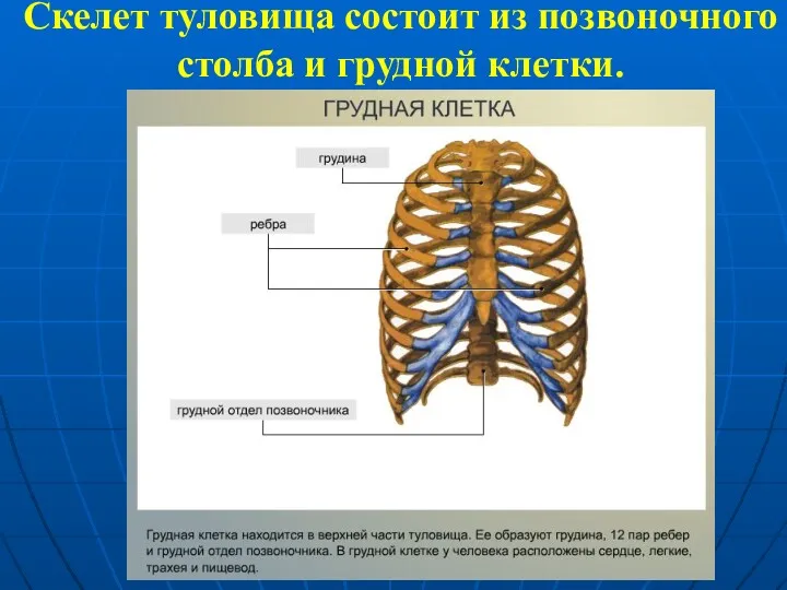 Скелет туловища состоит из позвоночного столба и грудной клетки.