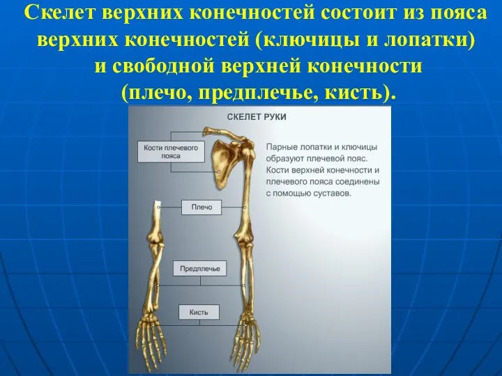 Скелет верхних конечностей состоит из пояса верхних конечностей (ключицы и