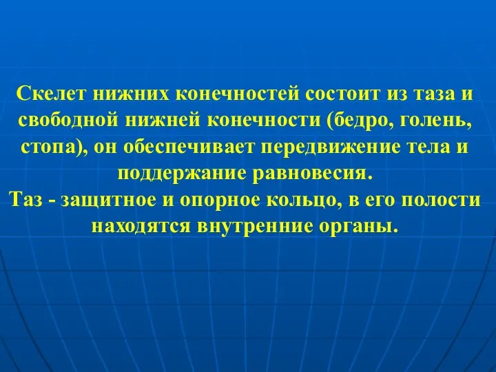 Скелет нижних конечностей состоит из таза и свободной нижней конечности