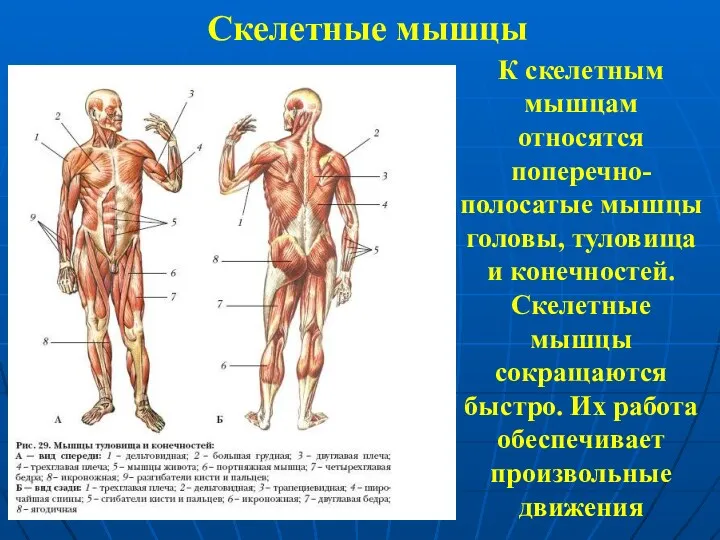 Скелетные мышцы К скелетным мышцам относятся поперечно-полосатые мышцы головы, туловища