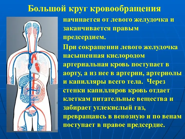 Большой круг кровообращения начинается от левого желудочка и заканчивается правым