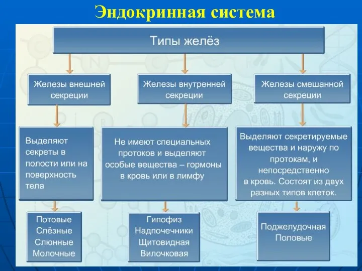 Эндокринная система