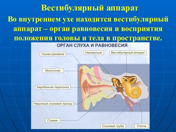 Вестибулярный аппарат Во внутреннем ухе находится вестибулярный аппарат – орган