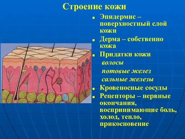 Строение кожи Эпидермис –поверхностный слой кожи Дерма – собственно кожа