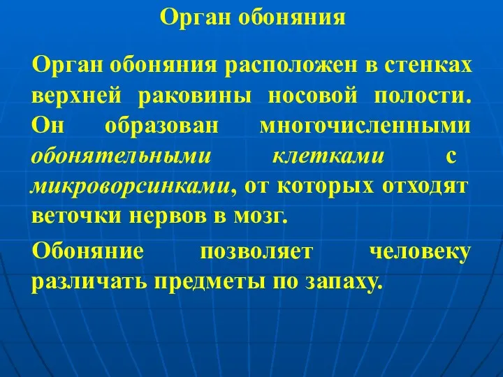 Орган обоняния Орган обоняния расположен в стенках верхней раковины носовой