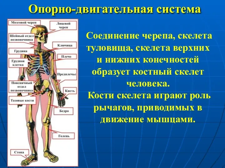 Опорно-двигательная система Соединение черепа, скелета туловища, скелета верхних и нижних