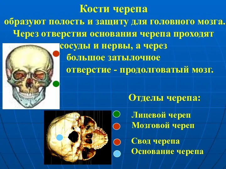 Кости черепа образуют полость и защиту для головного мозга. Через