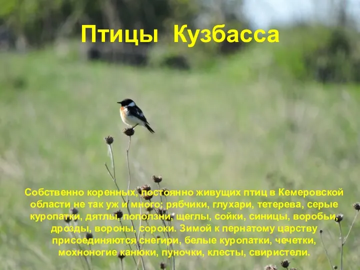 Птицы Кузбасса Собственно коренных, постоянно живущих птиц в Кемеровской области