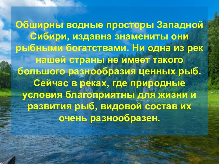 Обширны водные просторы Западной Сибири, издавна знамениты они рыбными богатствами.