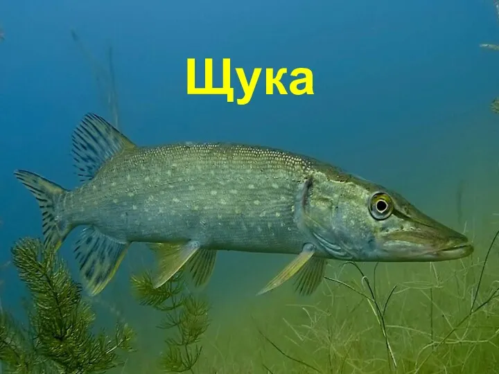 Щука