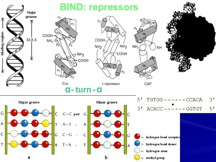 BIND: repressors α- turn - α