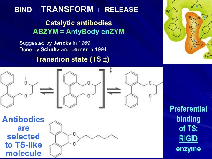 Catalytic antibodies ABZYM = AntyBody enZYM Antibodies are selected to