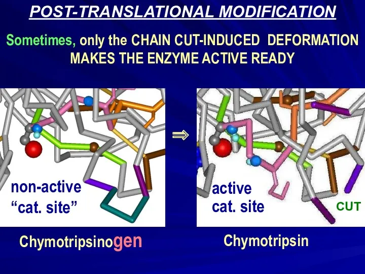 POST-TRANSLATIONAL MODIFICATION Sometimes, only the CHAIN CUT-INDUCED DEFORMATION MAKES THE