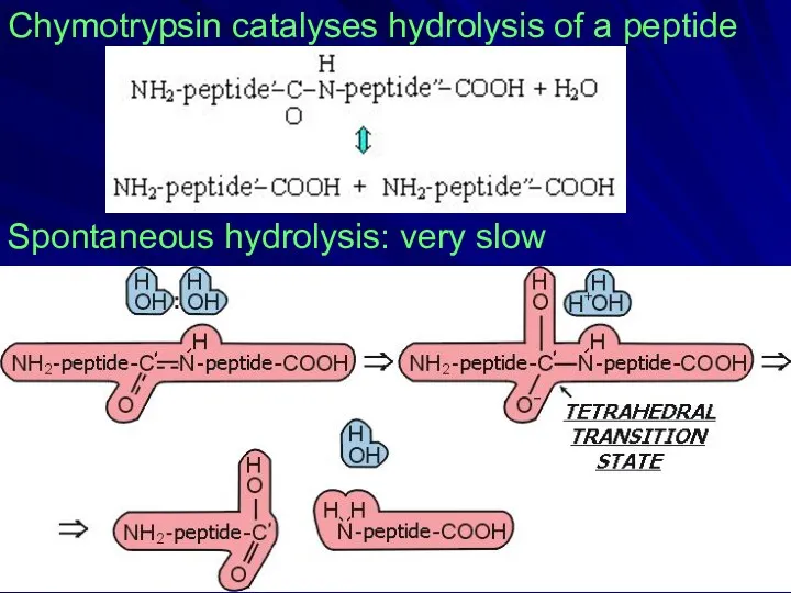 Chymotrypsin catalyses hydrolysis of a peptide Spontaneous hydrolysis: very slow