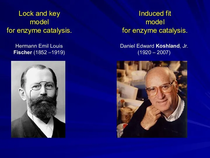 Induced fit model for enzyme catalysis. Daniel Edward Koshland, Jr.