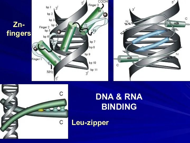 DNA & RNA BINDING Zn- fingers Leu-zipper