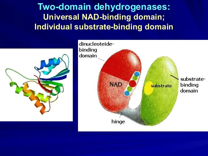 Two-domain dehydrogenases: Universal NAD-binding domain; Individual substrate-binding domain