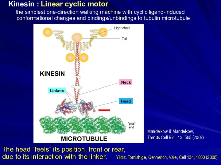 Kinesin : Linear cyclic motor the simplest one-direction walking machine