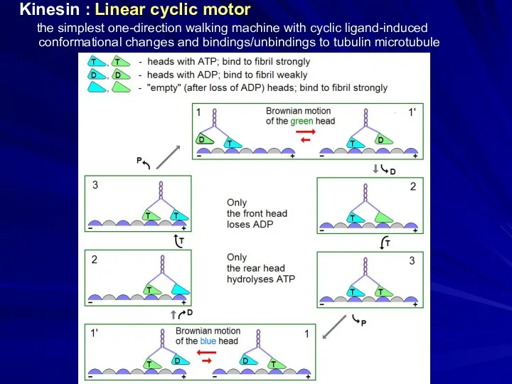 Kinesin : Linear cyclic motor the simplest one-direction walking machine