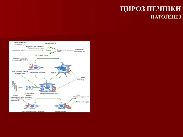 ЦИРОЗ ПЕЧІНКИ ПАТОҐЕНЕЗ