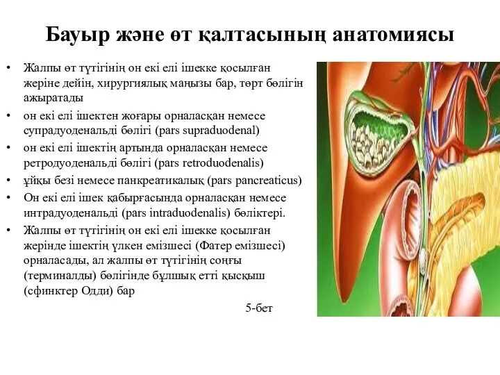 Бауыр және өт қалтасының анатомиясы Жалпы өт түтігінің он екі