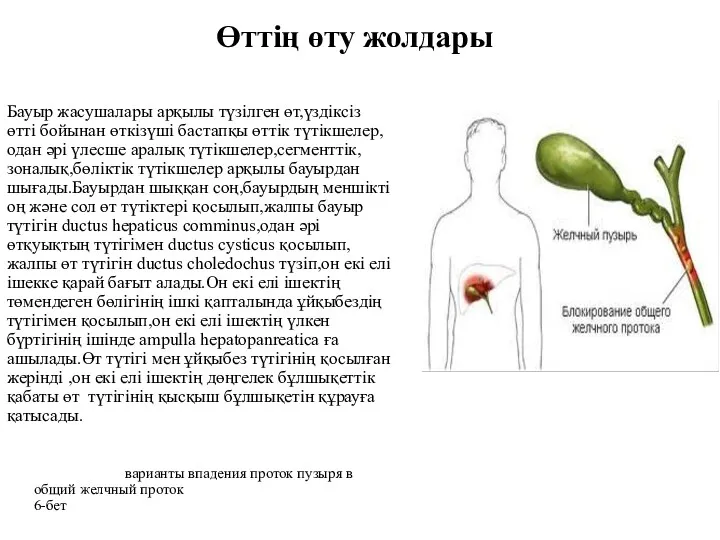 Өттің өту жолдары Бауыр жасушалары арқылы түзілген өт,үздіксіз өтті бойынан