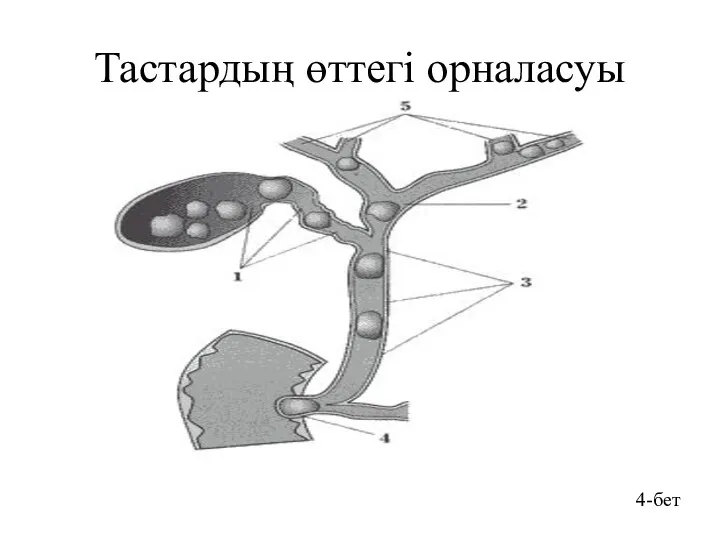 Тастардың өттегі орналасуы 4-бет