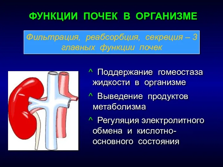 ФУНКЦИИ ПОЧЕК В ОРГАНИЗМЕ Поддержание гомеостаза жидкости в организме Выведение продуктов метаболизма Регуляция