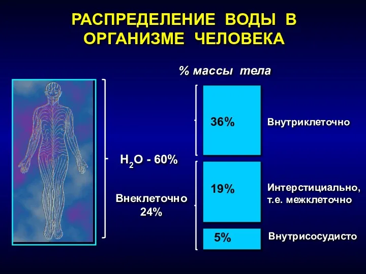 Н2О - 60% 36% 19% 5% Внутриклеточно Интерстициально, т.е. межклеточно