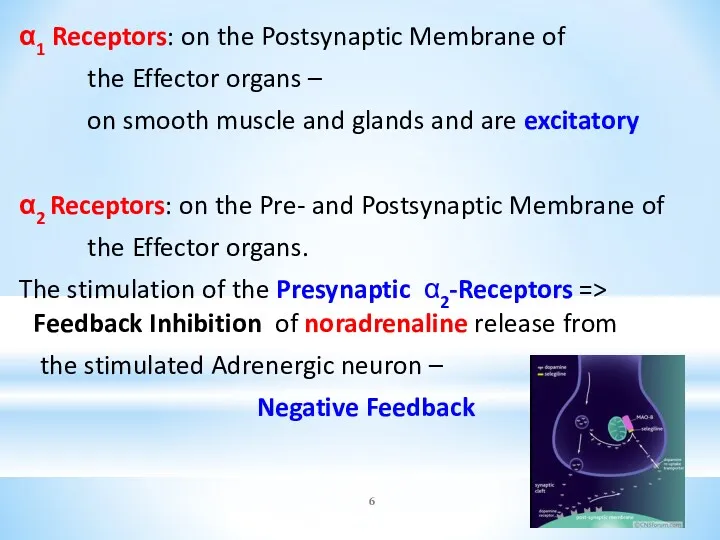 α1 Receptors: on the Postsynaptic Membrane of the Effector organs