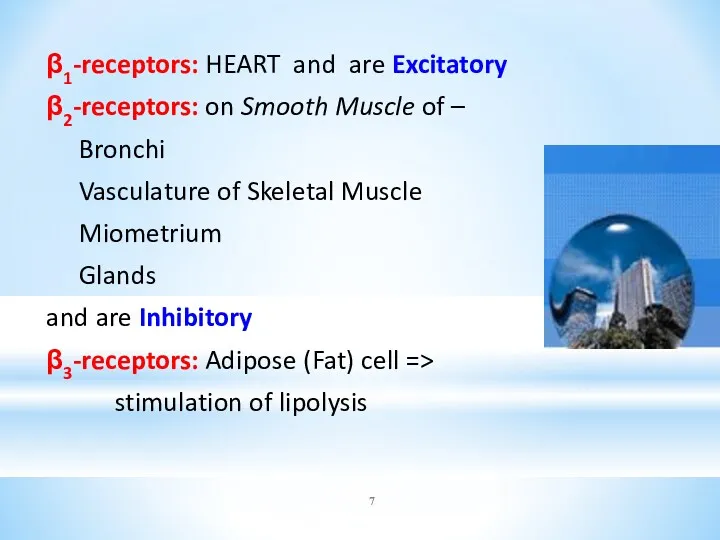 β1-receptors: HEART and are Excitatory β2-receptors: on Smooth Muscle of