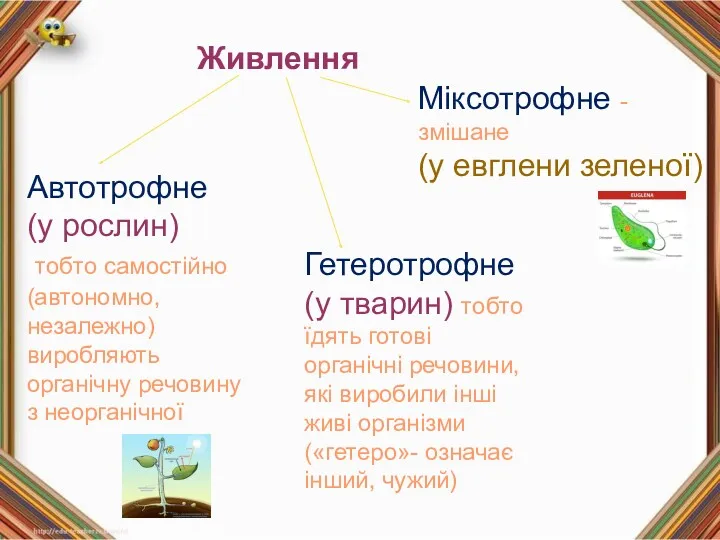 Автотрофне (у рослин) тобто самостійно (автономно, незалежно) виробляють органічну речовину