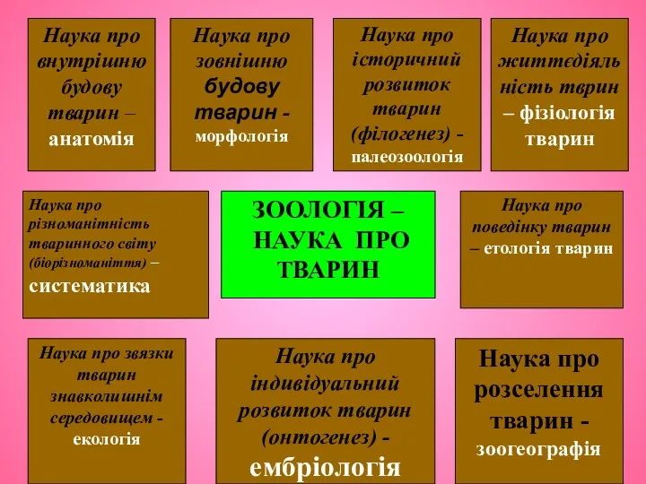 Наука про внутрішню будову тварин –анатомія Наука про різноманітність тваринного