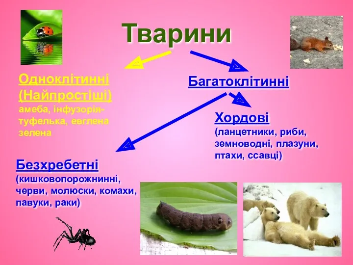 Тварини Одноклітинні (Найпростіші) амеба, інфузорія-туфелька, евглена зелена Багатоклітинні Безхребетні (кишковопорожнинні,