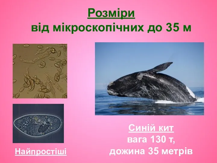 Розміри від мікроскопічних до 35 м Найпростіші Синій кит вага 130 т, дожина 35 метрів