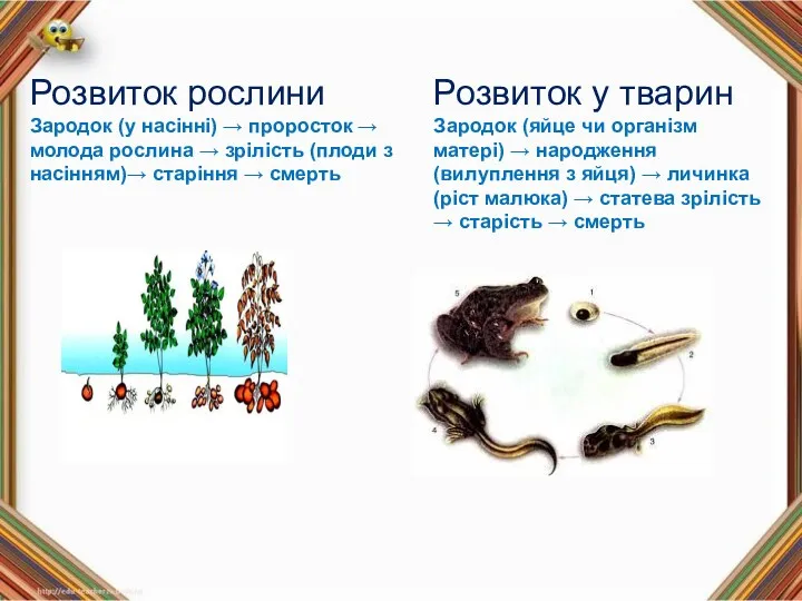 Розвиток рослини Зародок (у насінні) → проросток → молода рослина