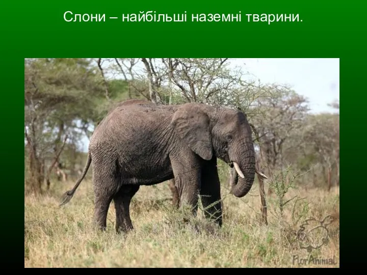 Слони – найбільші наземні тварини.