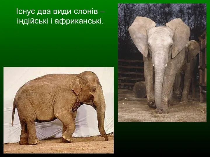 Існує два види слонів – індійські і африканські.