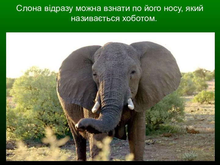 Слона відразу можна взнати по його носу, який називається хоботом.