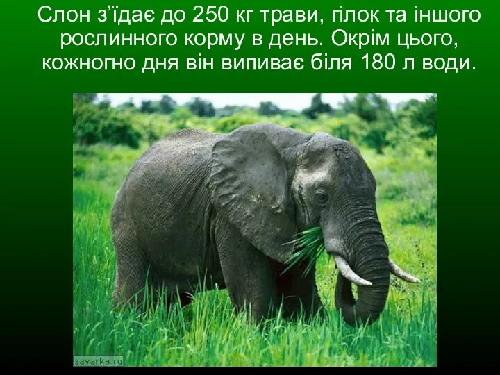 Слон з’їдає до 250 кг трави, гілок та іншого рослинного корму в день.