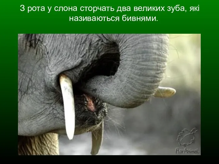З рота у слона сторчать два великих зуба, які називаються бивнями.