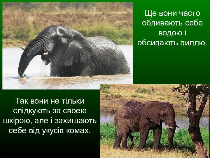 Ще вони часто обливають себе водою і обсипають пиллю. Так вони не тільки