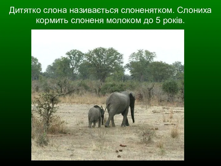 Дитятко слона називається слоненятком. Слониха кормить слоненя молоком до 5 років.