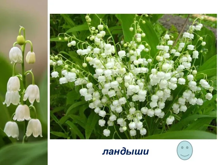 В русских преданиях белые цветки … называются слезами морской царевны Волхвы, которая полюбила